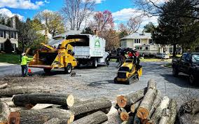 Cornelia, GA Tree Removal Services Company