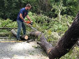 Best Tree and Shrub Care  in Cornelia, GA