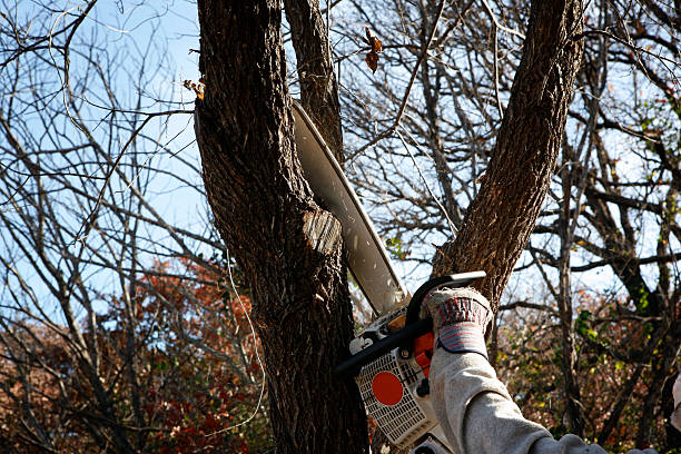 Best Hazardous Tree Removal  in Cornelia, GA