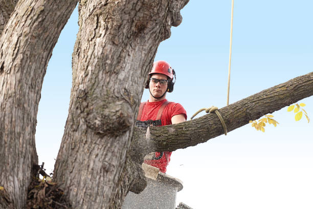 How Our Tree Care Process Works  in  Cornelia, GA